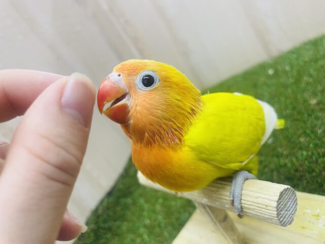 ヤマブキボタンインコ