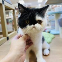 ハマる人には大ハマり‼️遊ぶことが大好きな元気一杯エキゾチック君‼️