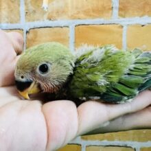 ちょこん♡と座るよ🎶小桜インコ（ノーマル）