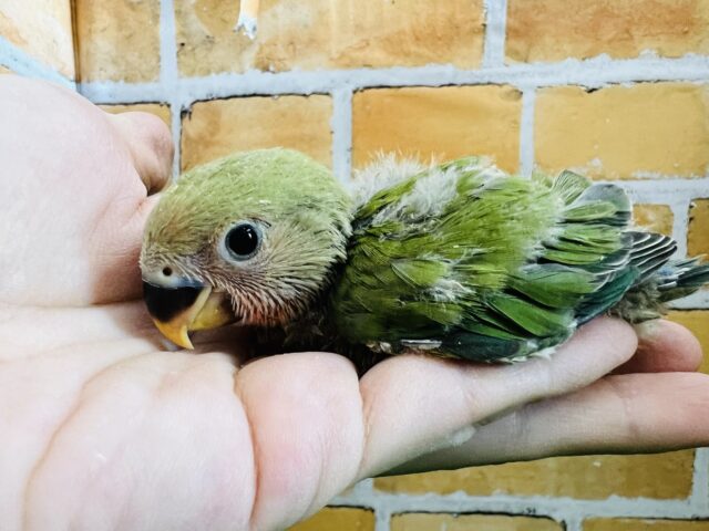 ちょこん♡と座るよ🎶小桜インコ（ノーマル）