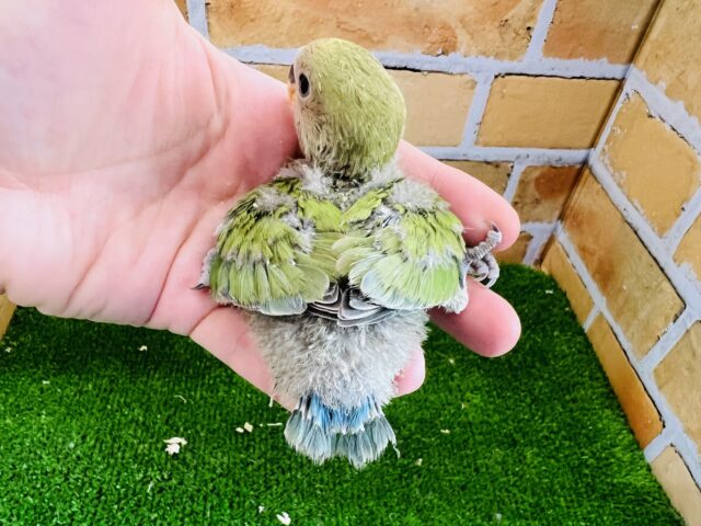 コザクラインコ（小桜インコ）