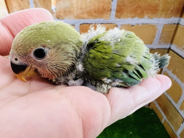 コザクラインコ（小桜インコ）