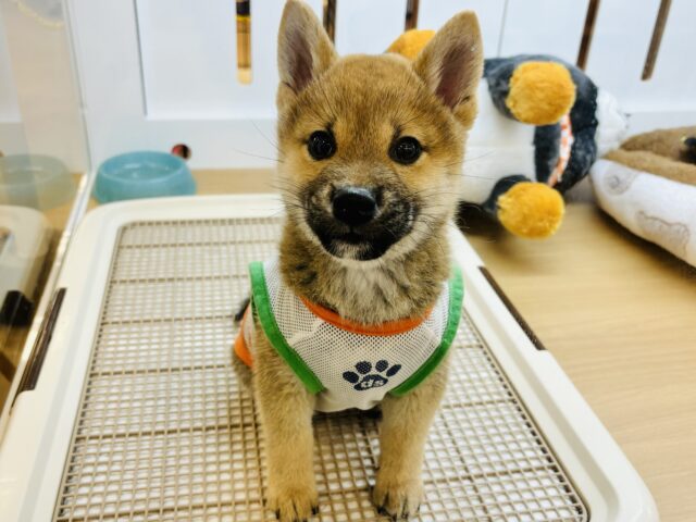 柴犬