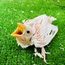 よちよち♡白文鳥の雛〜！！！