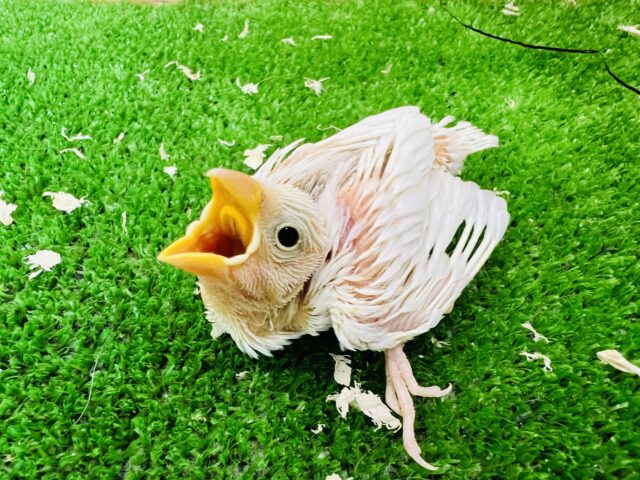 よちよち♡白文鳥の雛〜！！！