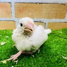 まだまだ赤ちゃんだよ♡白文鳥〜♡