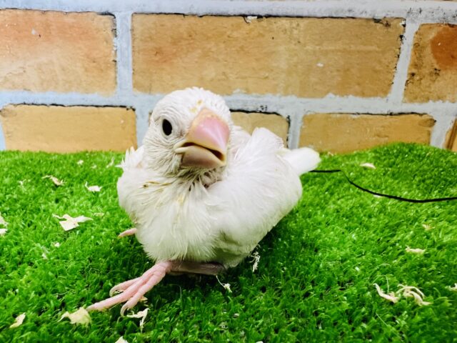 まだまだ赤ちゃんだよ♡白文鳥〜♡