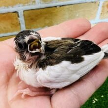 白がたっぷり☆十姉妹の雛〜！