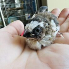 額にイナズマ⚡️⁈十姉妹の雛だよ！バランスの良い柄♡