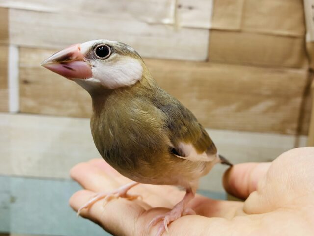 最新画像有ります❗️お口いっぱい開けてせーの！桜文鳥のヒナ！！