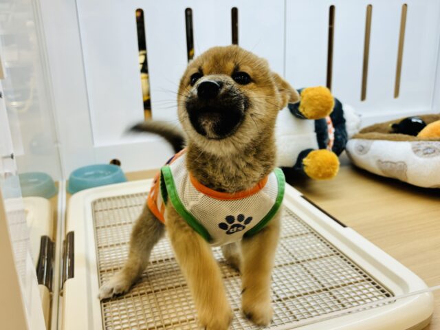 柴犬