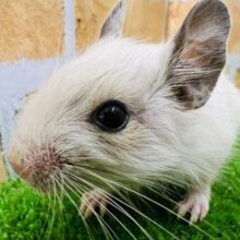 めちゃかわ♡超白勝ちパイドのデグーベビー♡