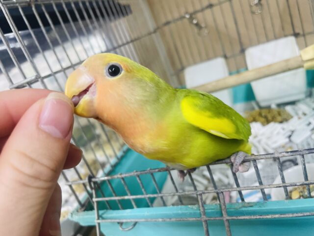 コザクラインコ（小桜インコ）