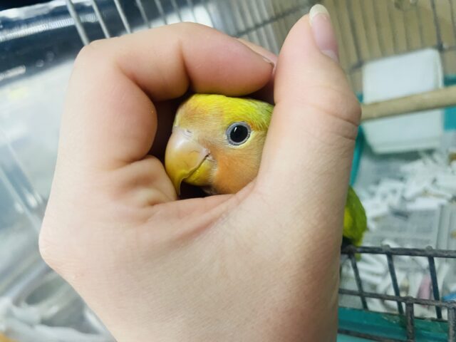 コザクラインコ（小桜インコ）