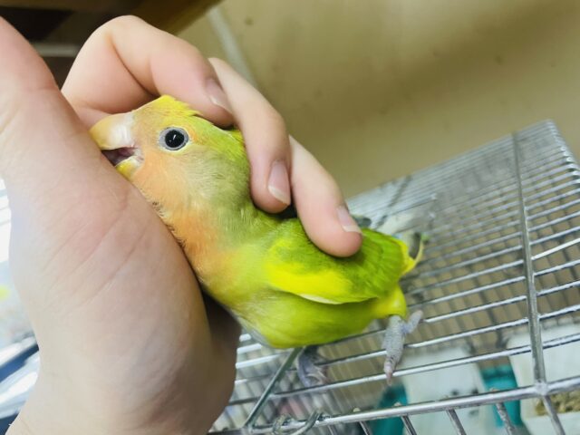 コザクラインコ（小桜インコ）