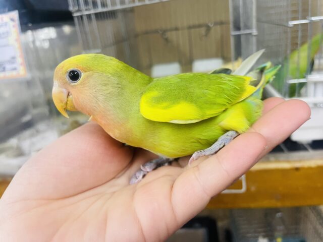 コザクラインコ（小桜インコ）