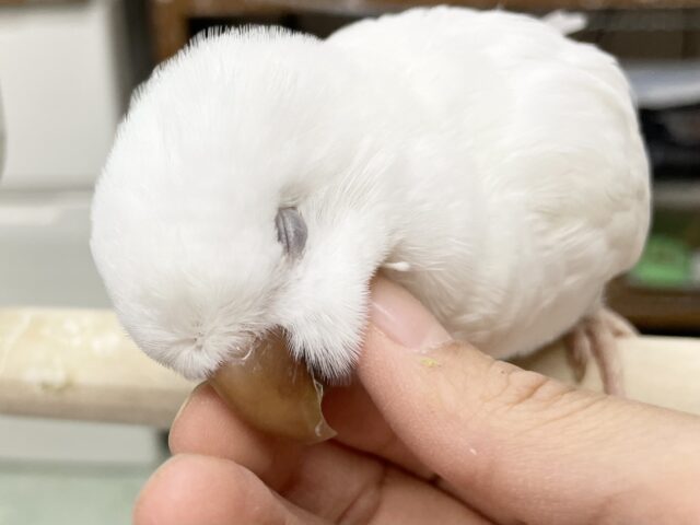 オキナインコ