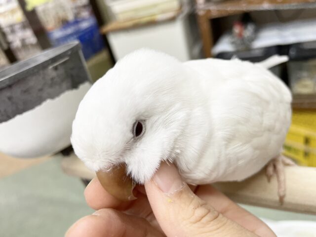 オキナインコ