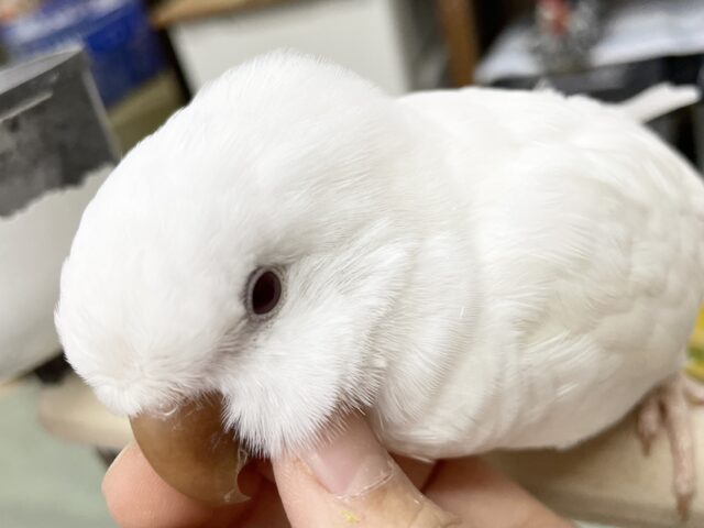 最新画像あり！動画更新！真っ白目を引く～🤍 オキナインコ(アルビノ)