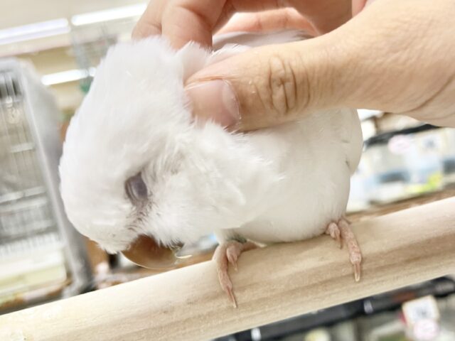 オキナインコ