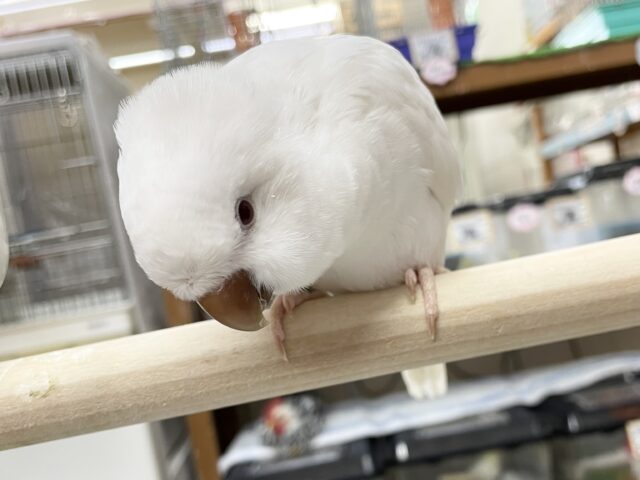 オキナインコ