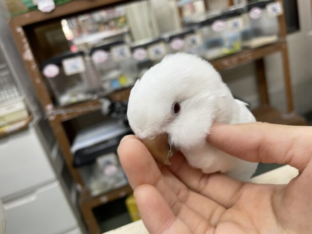 オキナインコ