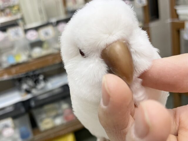 オキナインコ