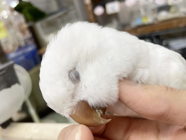 オキナインコ