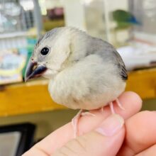さし餌2回💓最新画像になりますよ💫つんつんスズメちゃ〜ん🐧🐧🐧　桜文鳥　