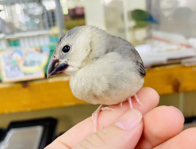 さし餌2回💓最新画像になりますよ💫つんつんスズメちゃ〜ん🐧🐧🐧　桜文鳥　