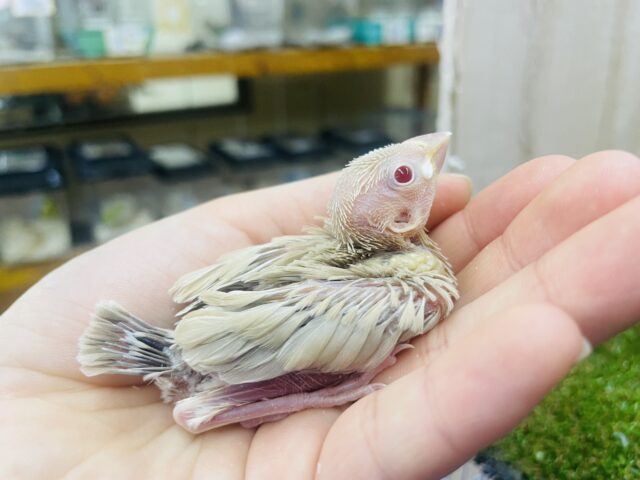 シナモン文鳥