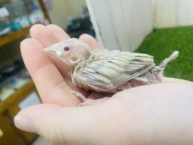 シナモン文鳥