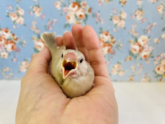 シナモン文鳥