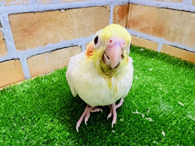 オカメインコ