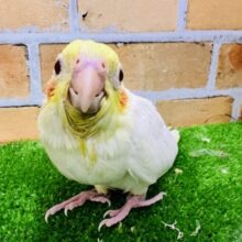 とってもピュア♡オカメインコ（ルチノー）