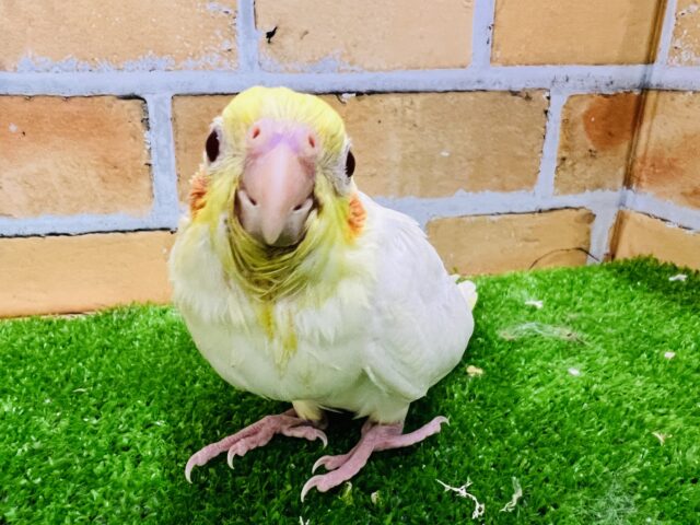 とってもピュア♡オカメインコ（ルチノー）