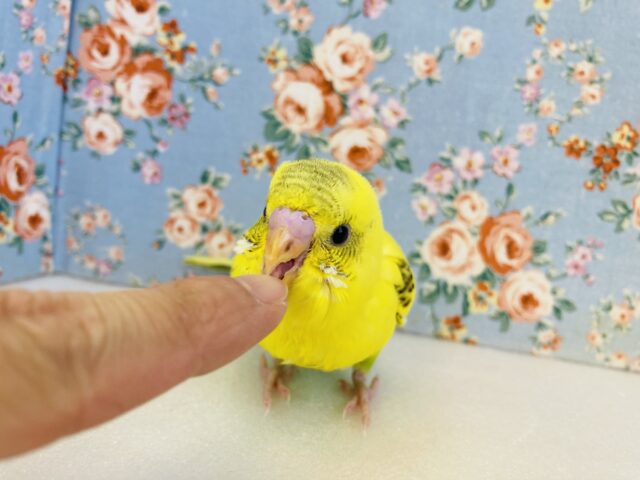 セキセイインコ