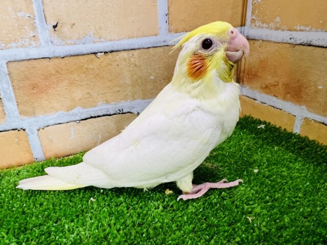 オカメインコ