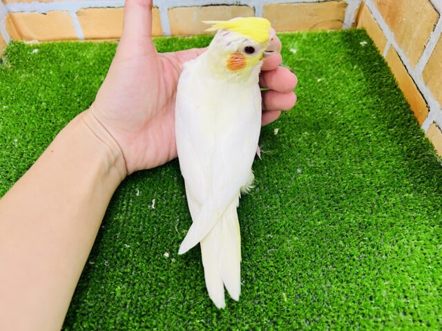 オカメインコ