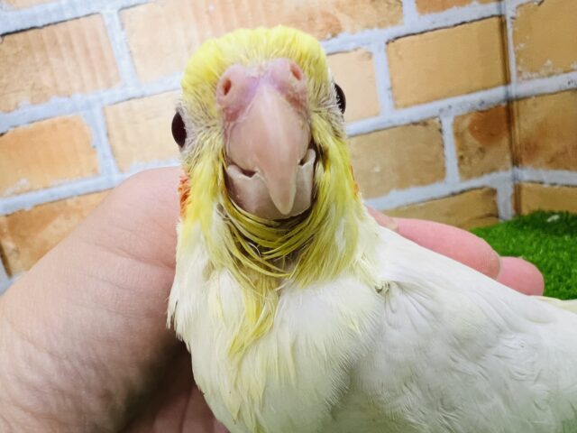 オカメインコ