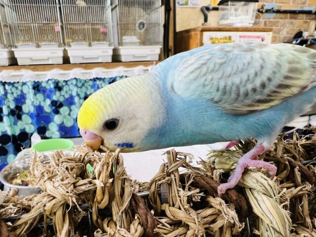 セキセイインコ