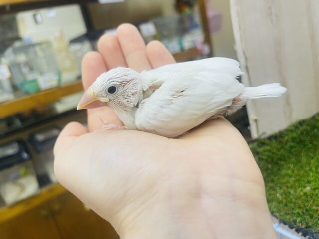 白文鳥