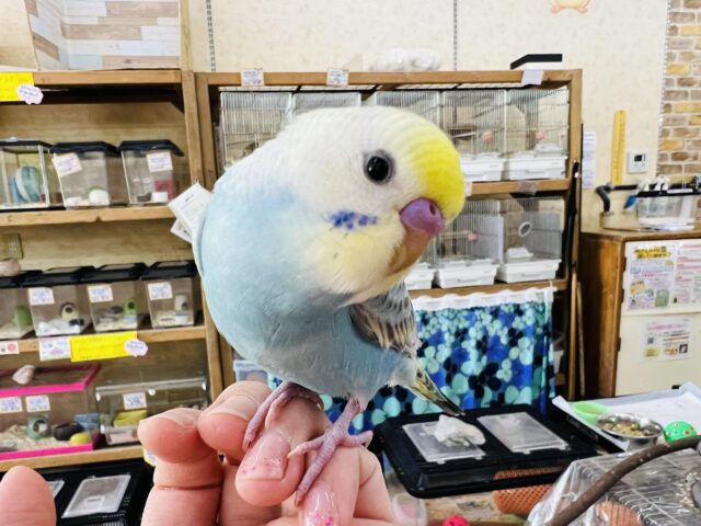 セキセイインコ