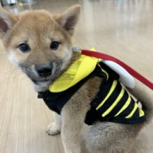 超ホヤホヤ最新画像☆ヒコーキ耳が止まらない可愛いタヌキさん！？柴犬くん！