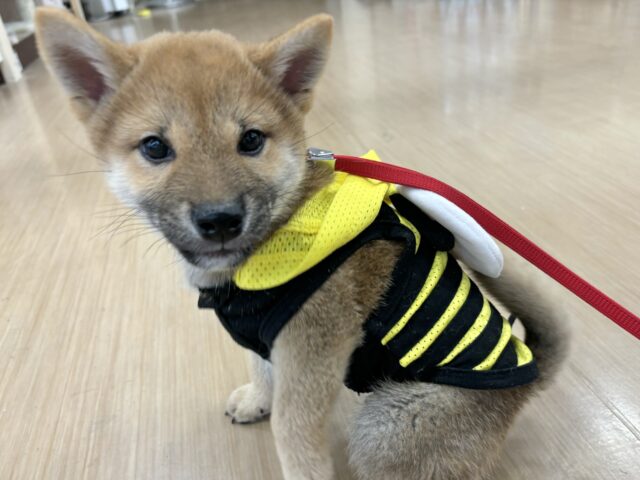 超ホヤホヤ最新画像☆ヒコーキ耳が止まらない可愛いタヌキさん！？柴犬くん！