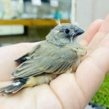 むんっ😐💓ちょび毛がちょろちょろキンカ鳥🫶🫶🙌　キンカ鳥　ノーマル