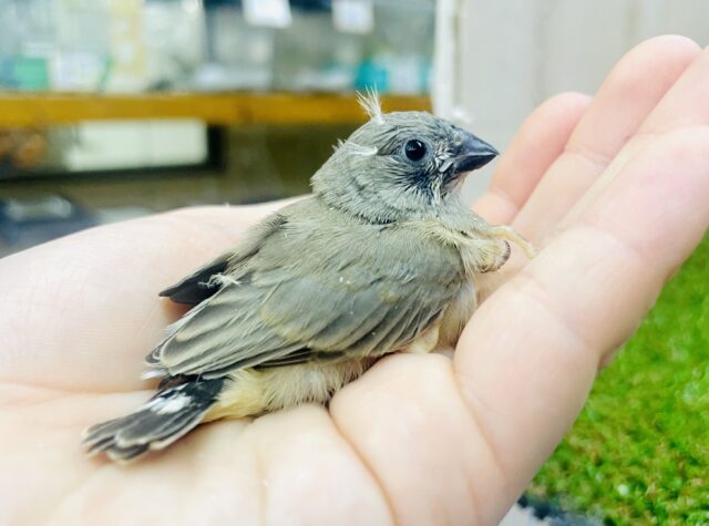 むんっ😐💓ちょび毛がちょろちょろキンカ鳥🫶🫶🙌　キンカ鳥　ノーマル