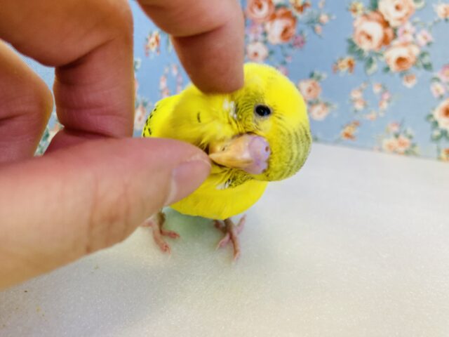 かわいすぎてﾃﾞﾚﾃﾞﾚ🥰❤︎手乗りセキセイインコ(イエローハルクイン)🌻