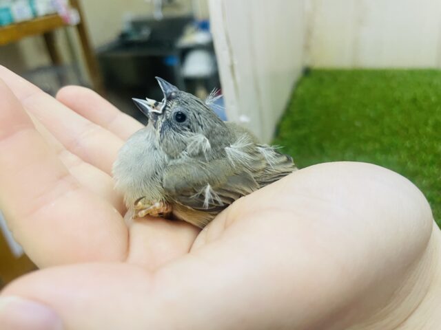 錦花鳥（キンカチョウ）