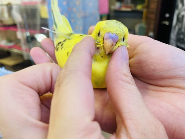 セキセイインコ